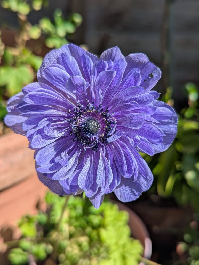 Close-up photo of a purple flower in bloom, with layered delicate petals and a dark centre. The flower is lit by sunlight, with blurred green plants and a garden background behind it.