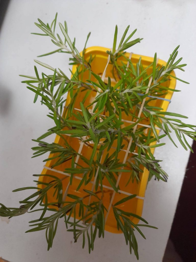 Close-up photo of rosemary cuttings being propagated in a yellow plastic container. Elastic bands are stretched across the top of the container to hold the green rosemary stems in place above the water.