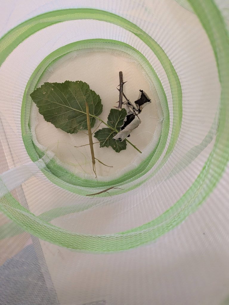 View looking down into a green and white mesh insect habitat containing several stick insects, leaves and small twigs. The insects are camouflaged against the plant stems and leaves inside the enclosure.