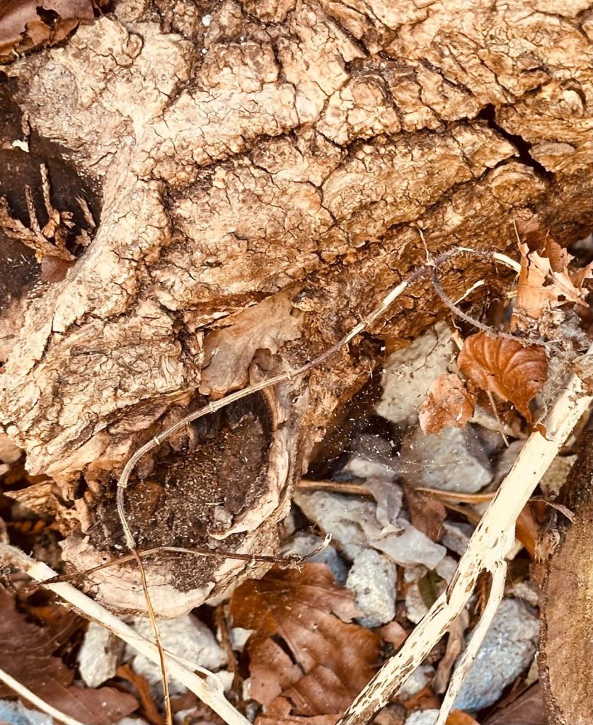 Close-up view of rough, deeply cracked tree bark resting on ground covered in dry brown leaves, thin twigs, and small stones with faint spiderwebs.