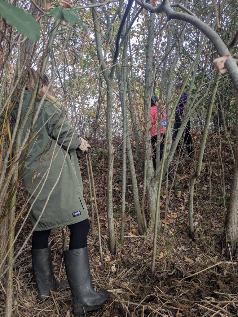 A group of people navigating through a dense woodland area filled with slim tree trunks and fallen autumn leaves.