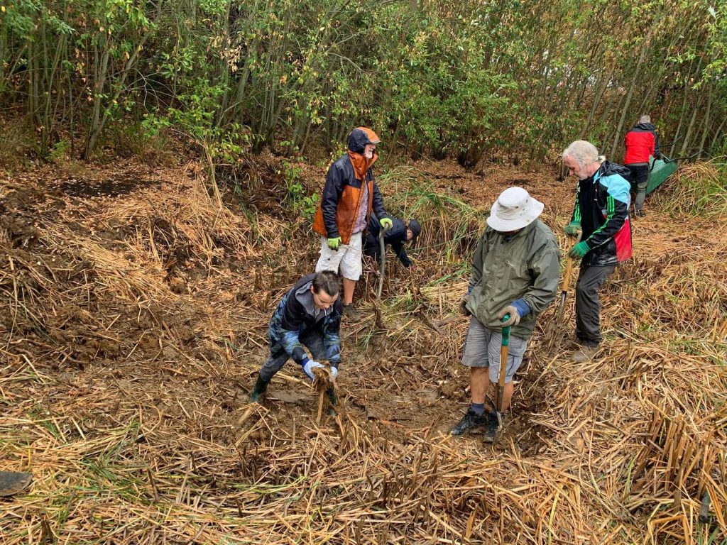 Group of volunteers and a child taking part in pond restoration work, digging and clearing vegetation from the muddy pond area surrounded by trees and reeds.