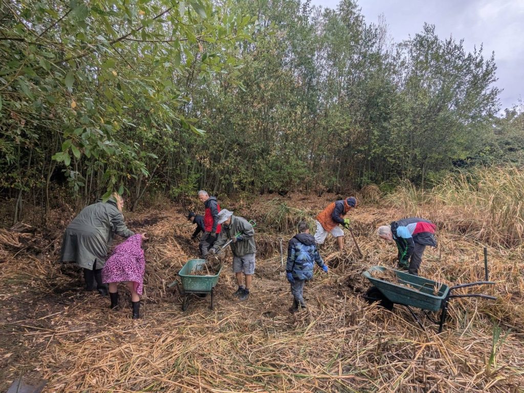 Volunteers and children working together to restore a woodland pond, clearing reeds and debris with spades, forks and wheelbarrows in wet, muddy conditions.